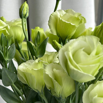 Eustoma Doornloze Rozen Zaden (100 stuks) 💐Lisianthus-zaden