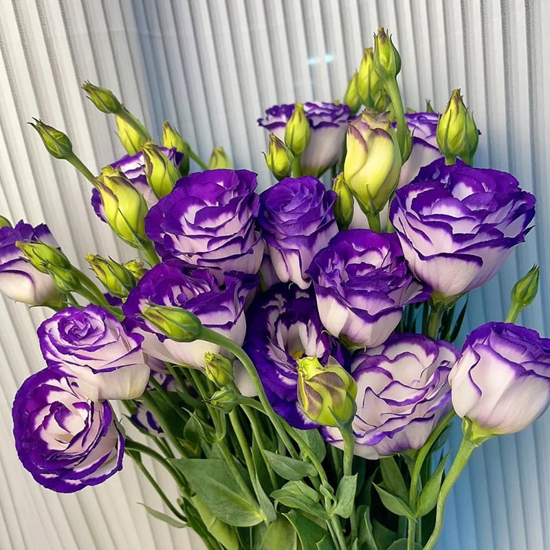 Eustoma Doornloze Rozen Zaden (100 stuks) 💐Lisianthus-zaden