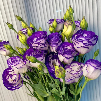Eustoma Doornloze Rozen Zaden (100 stuks) 💐Lisianthus-zaden