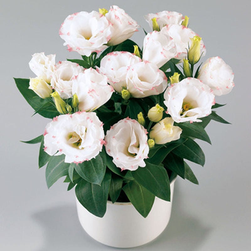 Eustoma Doornloze Rozen Zaden (100 stuks) 💐Lisianthus-zaden
