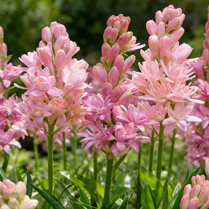 Dubbele Tuberoos Bollen (6 stuks) – Geurende Bloembollen (Polianthes tuberosa)