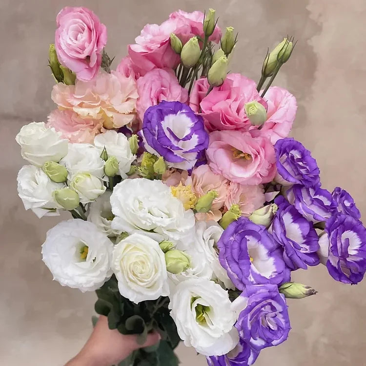Eustoma (Lisianthus) Bloemzaden (100st) – Elegante Tuinbloemen