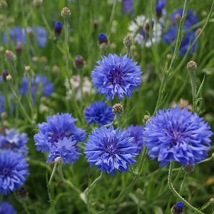 Korenbloem Zadenmix (1000 stuks)