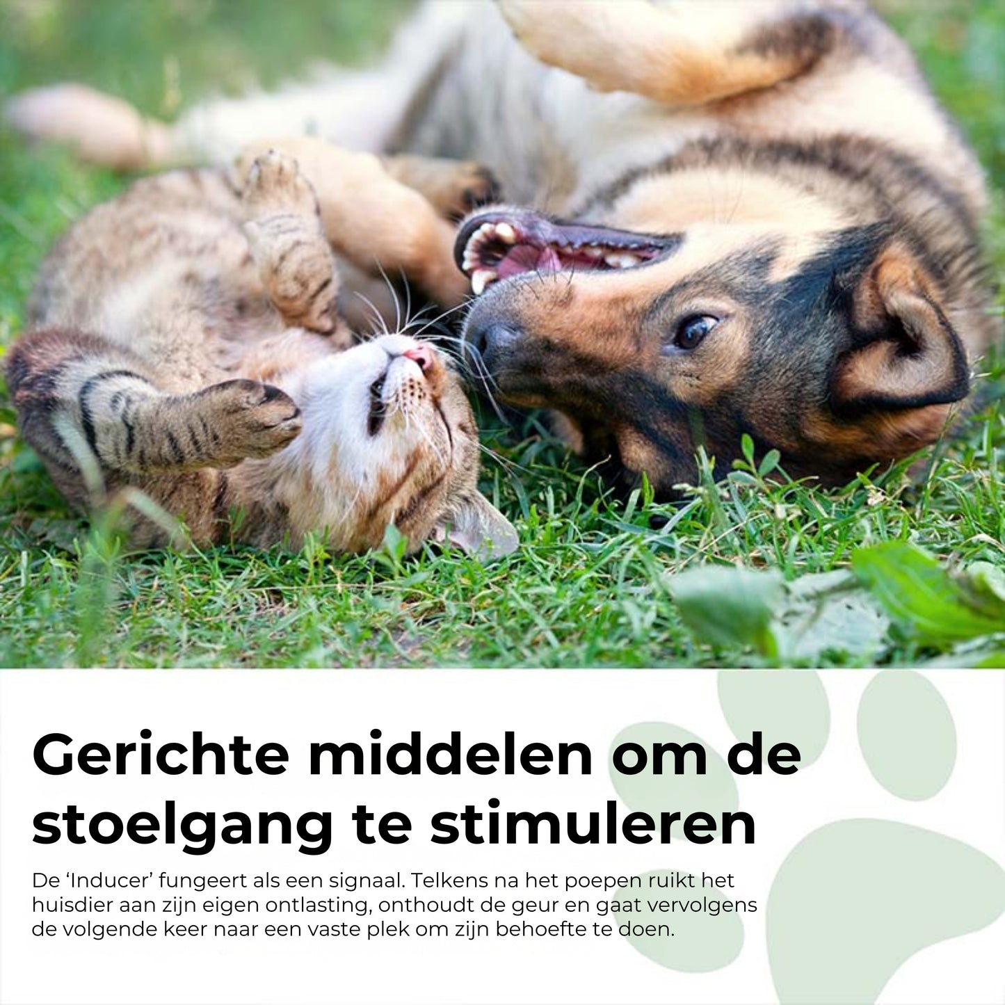 Huisdieren zindelijkheidsspray