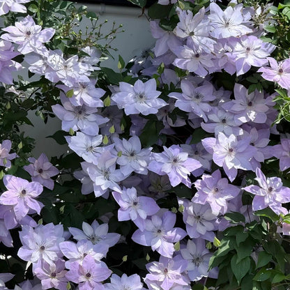 Clematiszaden – De koningin onder de klimplanten - 100 zaden