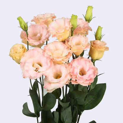 Eustoma (Lisianthus) Bloemzaden (100st) – Elegante Tuinbloemen