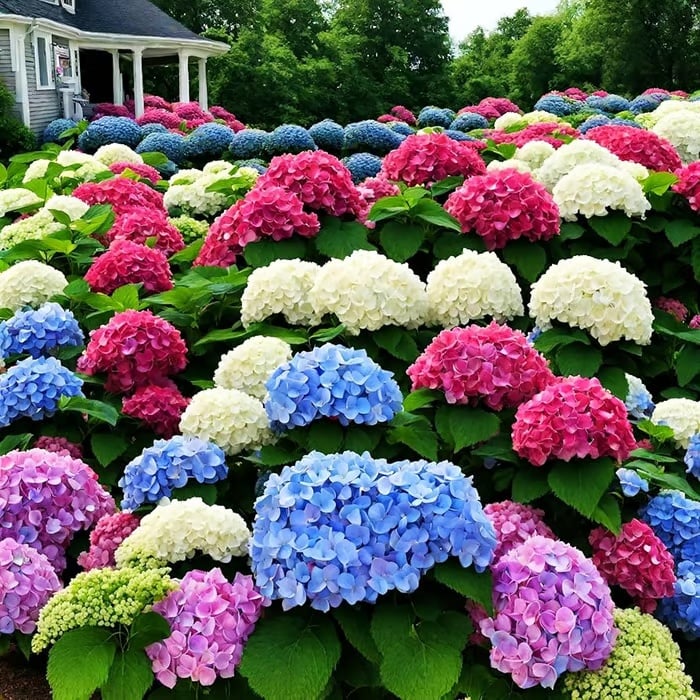 🌈 Kleurrijke Hortensia Zadenmix (60 stuks) – Prachtige en winterharde vaste plantenzaden