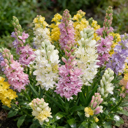 Dubbele Tuberoos Bollen (6 stuks) – Geurende Bloembollen (Polianthes tuberosa)