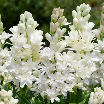 Dubbele Tuberoos Bollen (6 stuks) – Geurende Bloembollen (Polianthes tuberosa)