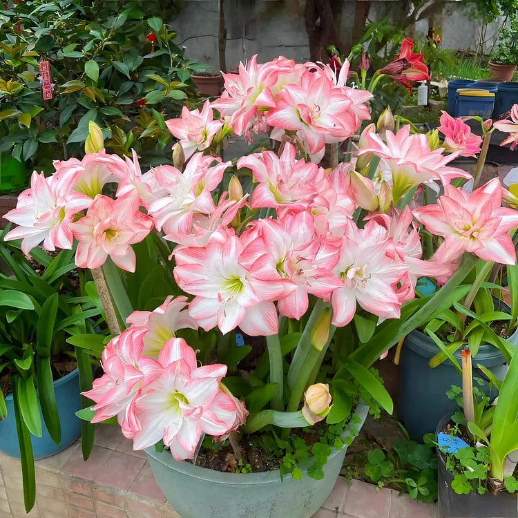 Dubbelbloemige Amaryllis Zadenmix - 100 Stuks