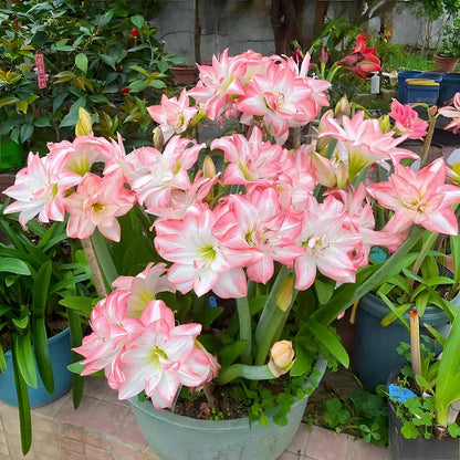 Dubbelbloemige Amaryllis Zadenmix - 100 Stuks
