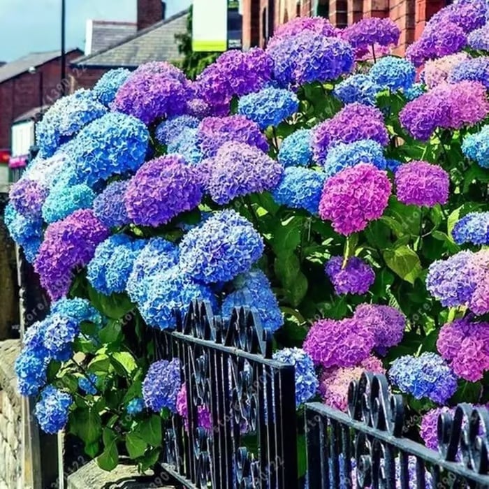 🌈 Kleurrijke Hortensia Zadenmix (60 stuks) – Prachtige en winterharde vaste plantenzaden