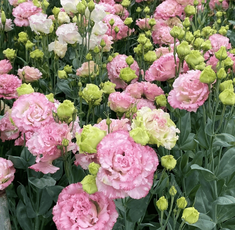 Eustoma Doornloze Rozen Zaden (100 stuks) 💐Lisianthus-zaden