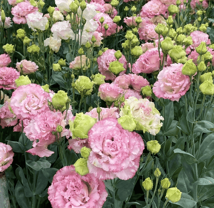 Eustoma Doornloze Rozen Zaden (100 stuks) 💐Lisianthus-zaden