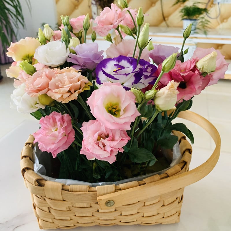 Eustoma Doornloze Rozen Zaden (100 stuks) 💐Lisianthus-zaden