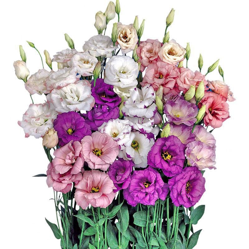 Eustoma Doornloze Rozen Zaden (100 stuks) 💐Lisianthus-zaden