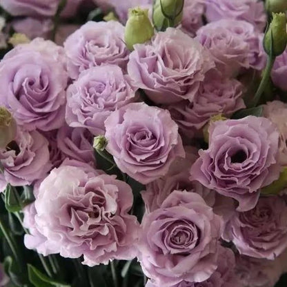 Eustoma Doornloze Rozen Zaden (100 stuks) 💐Lisianthus-zaden