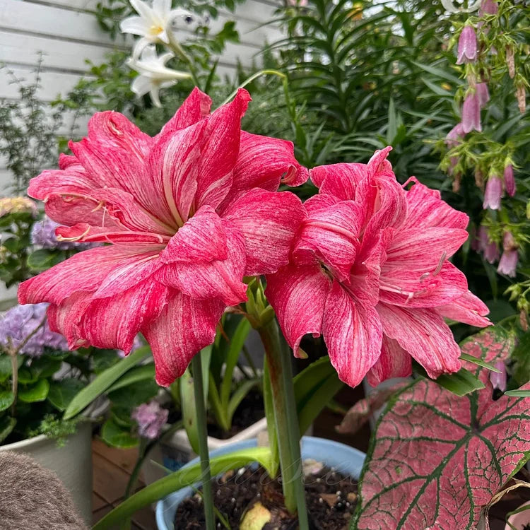 Dubbelbloemige Amaryllis Zadenmix - 100 Stuks