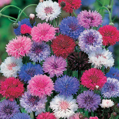 Korenbloem Zadenmix (1000 stuks)