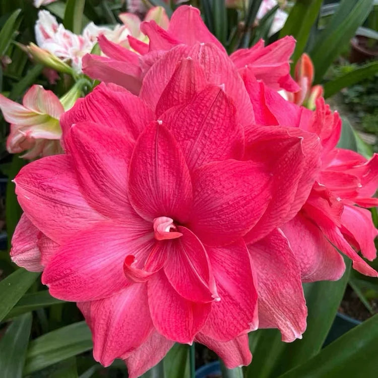 Dubbelbloemige Amaryllis Zadenmix - 100 Stuks