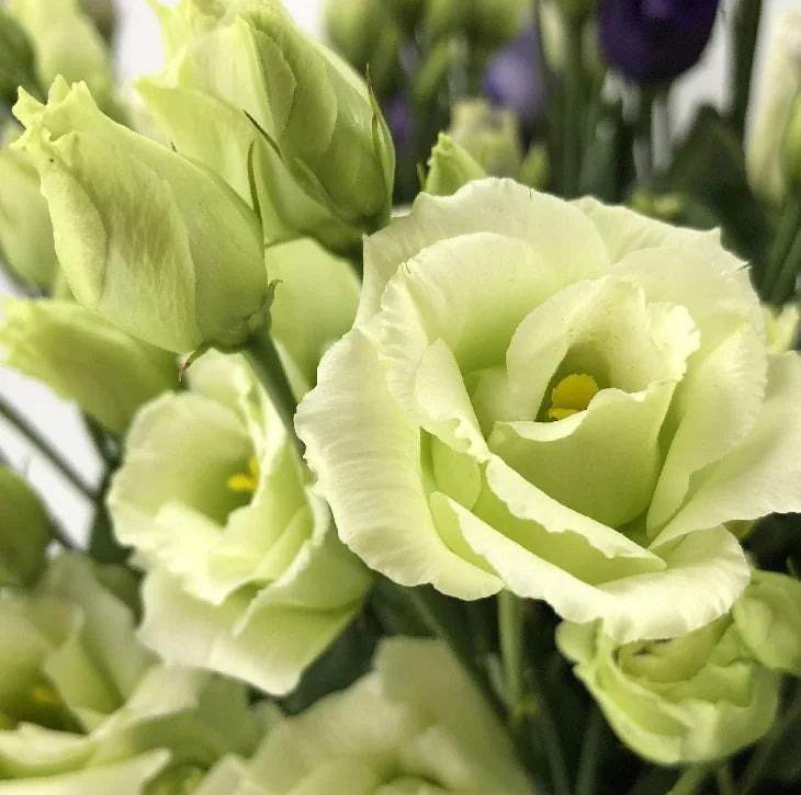 Eustoma (Lisianthus) Bloemzaden (100st) – Elegante Tuinbloemen