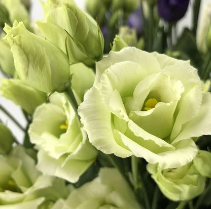 Eustoma (Lisianthus) Bloemzaden (100st) – Elegante Tuinbloemen