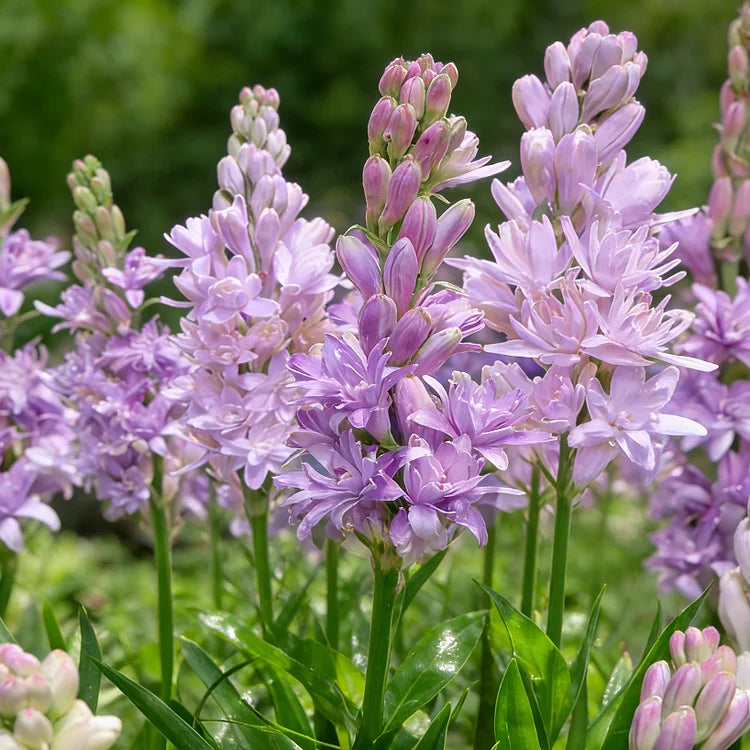 Dubbele Tuberoos Bollen (6 stuks) – Geurende Bloembollen (Polianthes tuberosa)