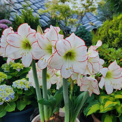 Dubbelbloemige Amaryllis Zadenmix - 100 Stuks