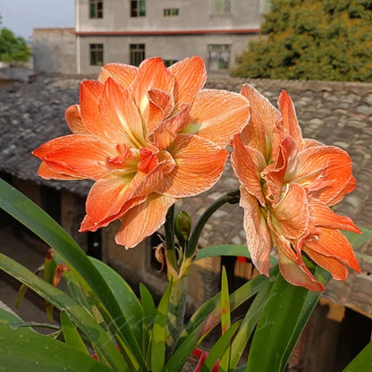 Dubbelbloemige Amaryllis Zadenmix - 100 Stuks