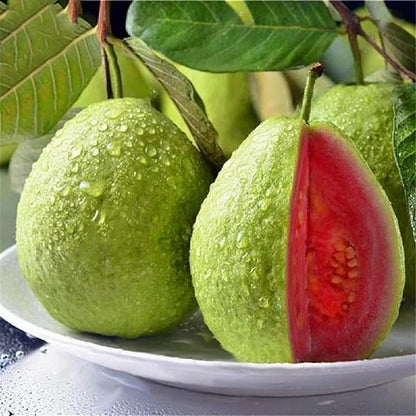 Biologische Roze Guavezaden - 60 Stuks