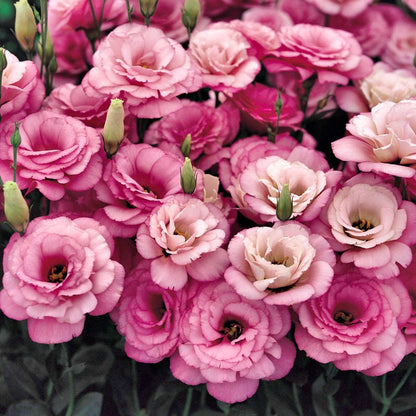 Eustoma Doornloze Rozen Zaden (100 stuks) 💐Lisianthus-zaden