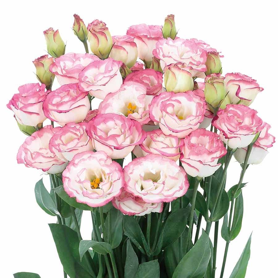 Eustoma Doornloze Rozen Zaden (100 stuks) 💐Lisianthus-zaden