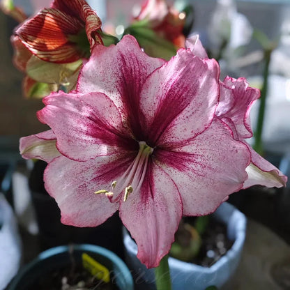 Dubbelbloemige Amaryllis Zadenmix - 100 Stuks