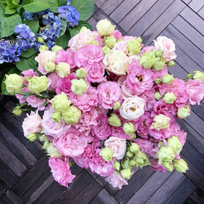 Eustoma Doornloze Rozen Zaden (100 stuks) 💐Lisianthus-zaden