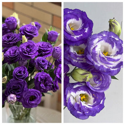 Eustoma Doornloze Rozen Zaden (100 stuks) 💐Lisianthus-zaden