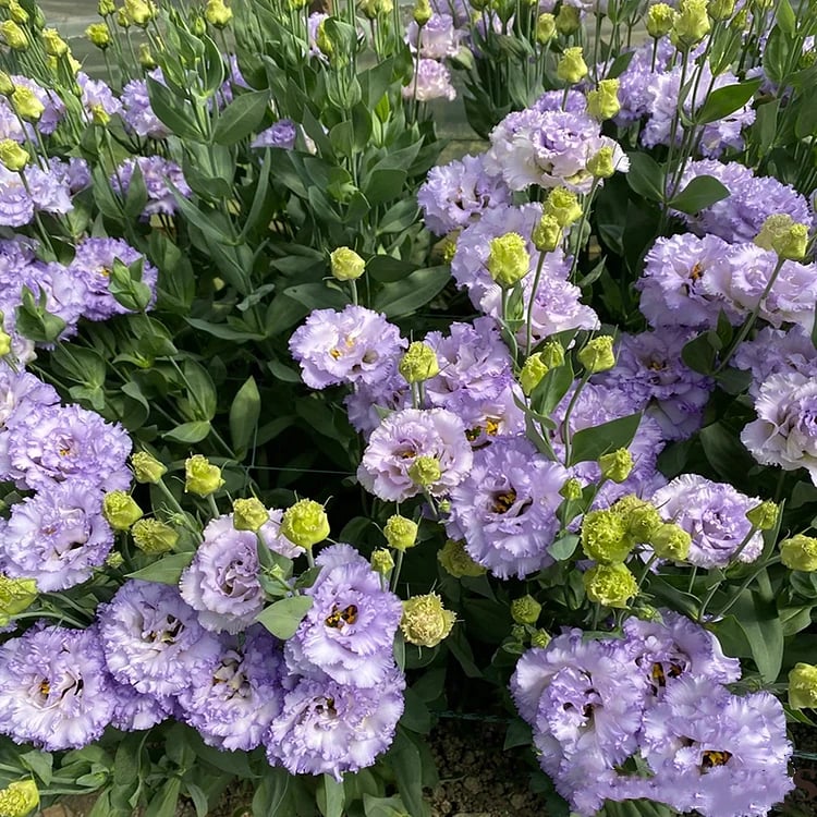 Eustoma Doornloze Rozen Zaden (100 stuks) 💐Lisianthus-zaden