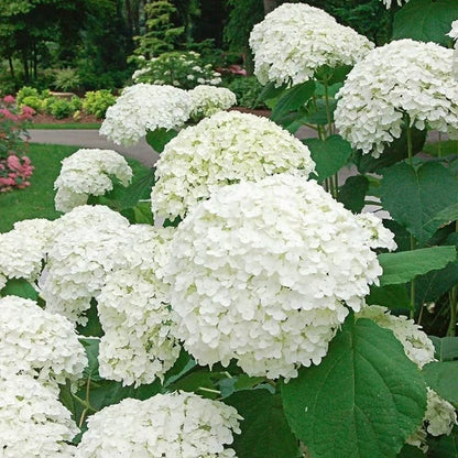 🌈 Kleurrijke Hortensia Zadenmix (60 stuks) – Prachtige en winterharde vaste plantenzaden