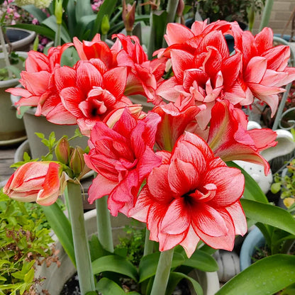 Dubbelbloemige Amaryllis Zadenmix - 100 Stuks