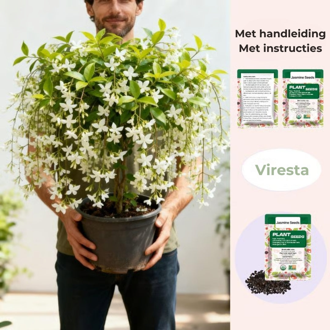 100 geurige klimjasmijnzaadjes (GMO-vrij)