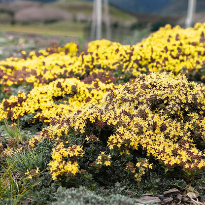 Kruipende tijm – Zelfgekweekte zaden – Gemakkelijk te planten – GMO-vrij  – Premium zaden