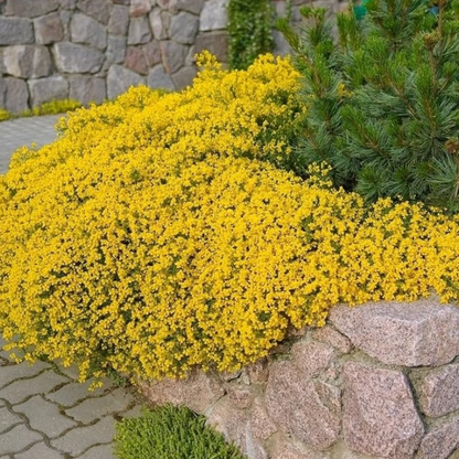 Kruipende tijm – Zelfgekweekte zaden – Gemakkelijk te planten – GMO-vrij  – Premium zaden
