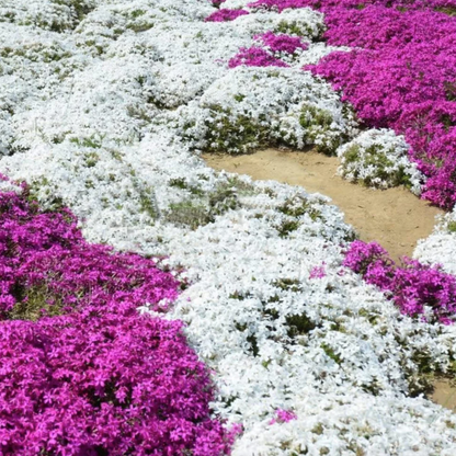 Kruipende tijm – Zelfgekweekte zaden – Gemakkelijk te planten – GMO-vrij  – Premium zaden
