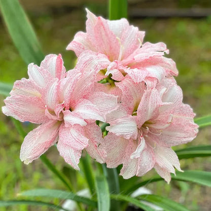 Dubbelbloemige Amaryllis Zadenmix - 100 Stuks