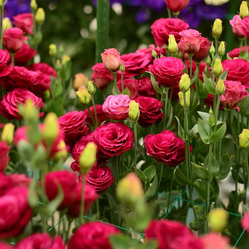 Eustoma Doornloze Rozen Zaden (100 stuks) 💐Lisianthus-zaden
