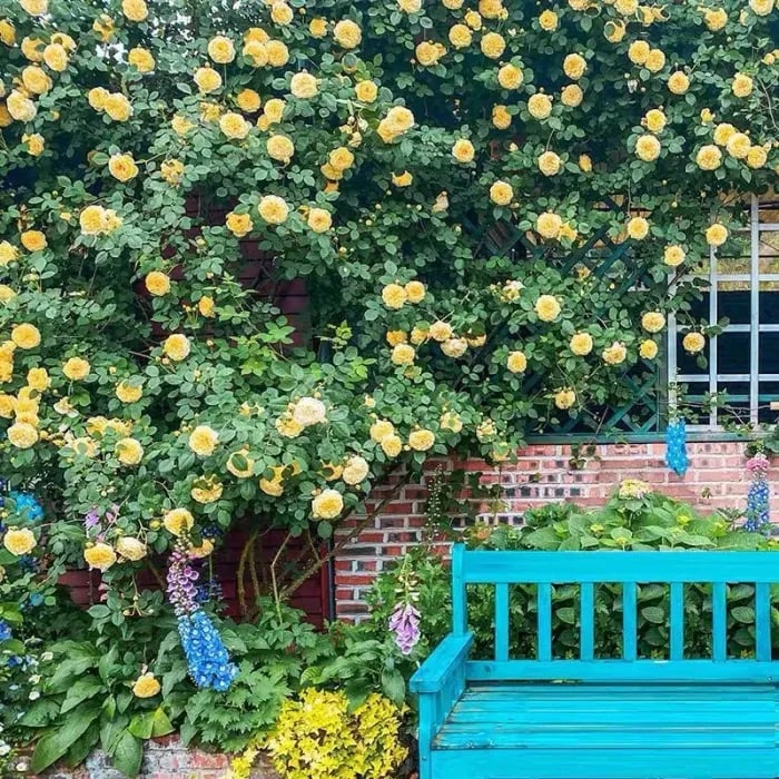 🟌 Kleurrijke Klimroos Zaden | Hele jaar door planten!