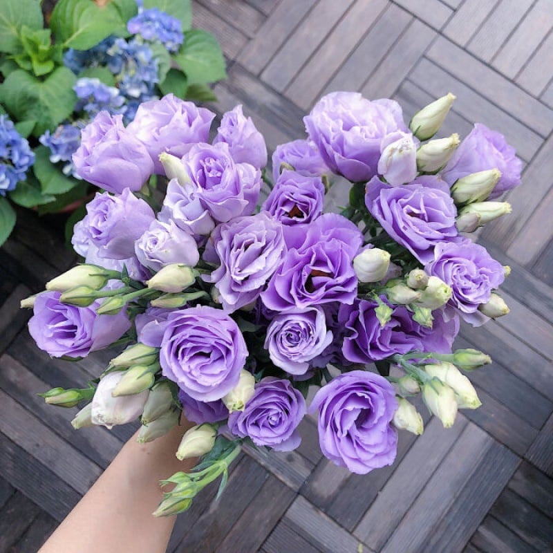 Eustoma Doornloze Rozen Zaden (100 stuks) 💐Lisianthus-zaden