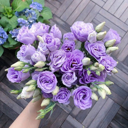 Eustoma Doornloze Rozen Zaden (100 stuks) 💐Lisianthus-zaden
