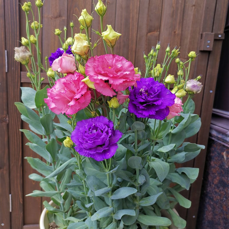 Eustoma Doornloze Rozen Zaden (100 stuks) 💐Lisianthus-zaden