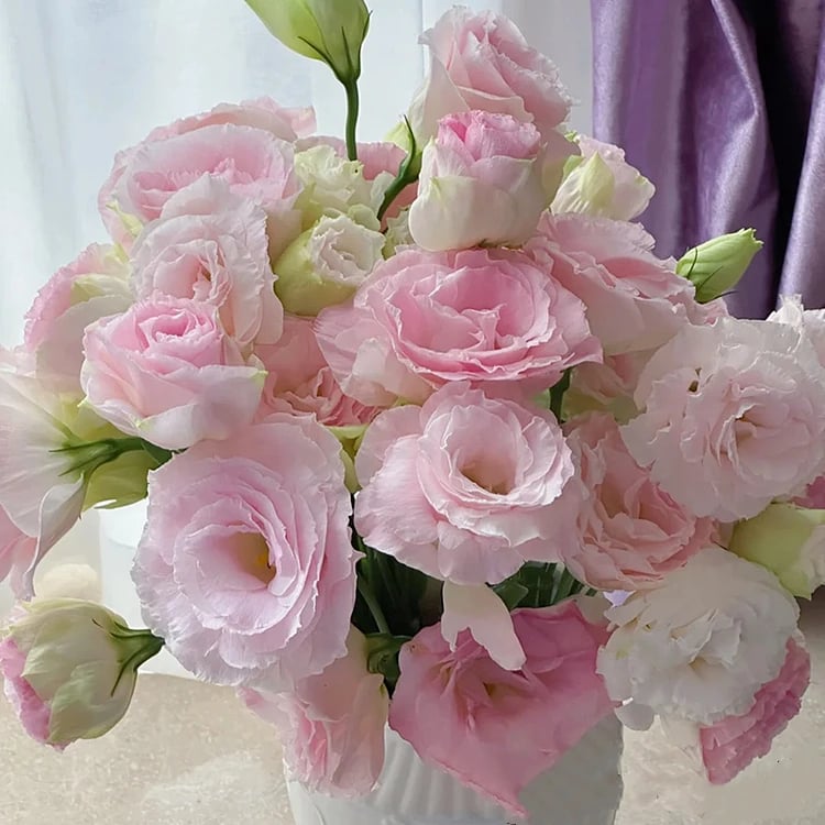 Eustoma Doornloze Rozen Zaden (100 stuks) 💐Lisianthus-zaden