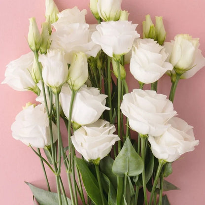Eustoma (Lisianthus) Bloemzaden (100st) – Elegante Tuinbloemen